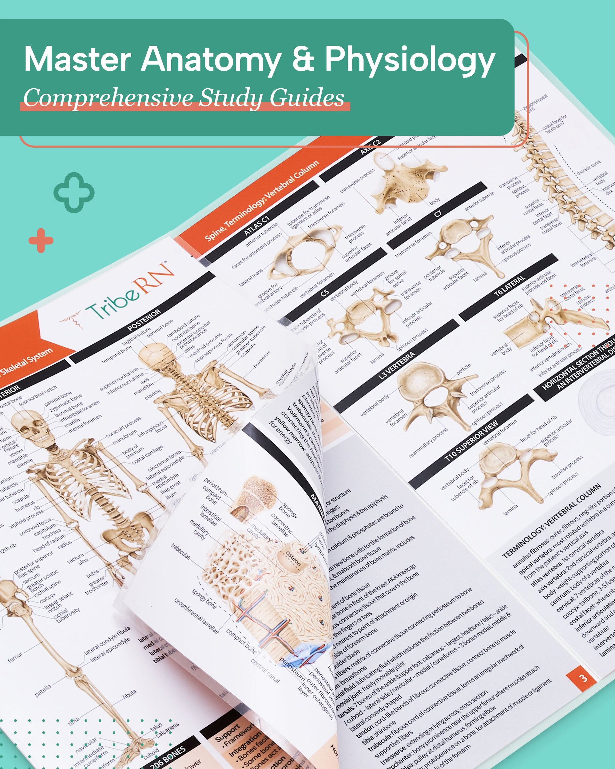 Anatomy & Physiology Study Guides - Set of 10